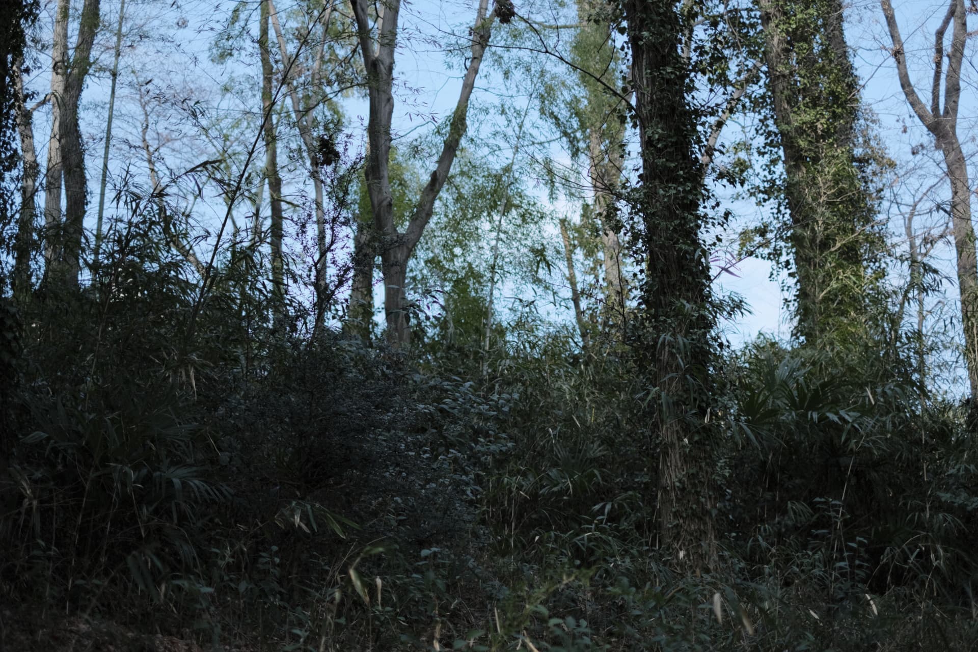 dscf0142.jpg