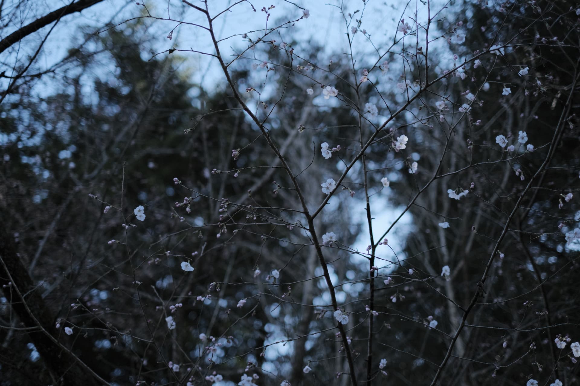 dscf0364.jpg