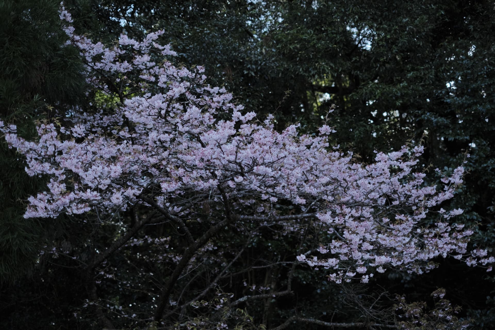 dscf0350.jpg